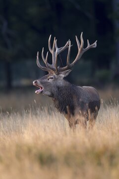Red Deer (Cervus elaphus), Klampenborg, Copenhagen, Denmark