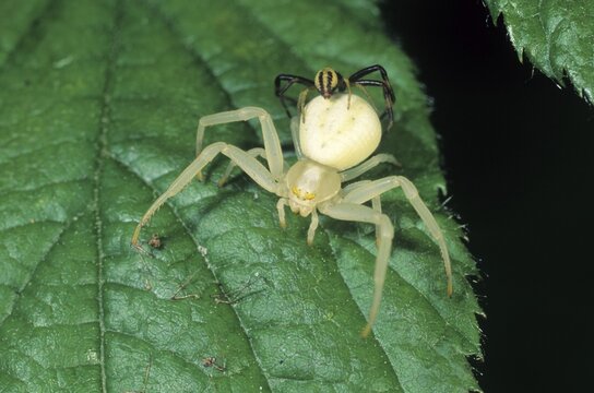 Flower Crab Spider (Misumena vatia), female with male on her abdomen, preparing to mate