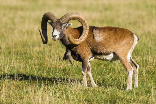 European mouflon (Ovis gmelini musimon), ram stands in meadow, captive, Germany