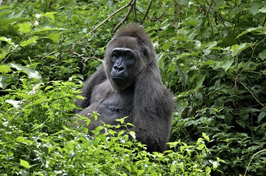 Western Lowland Gorilla (Gorilla gorilla), Cameroon, Central Africa, Africa