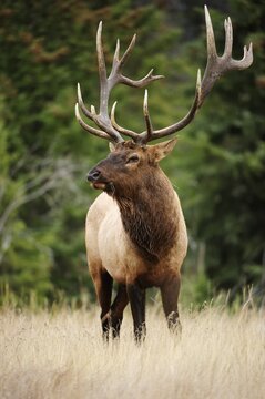 Elk (Cervus canadensis), Jasper National Park, Alberta Province, Canada