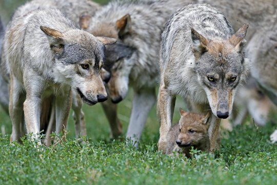 Algonquin wolves (Canis lupus lycaon) with puppy, captive, Germany