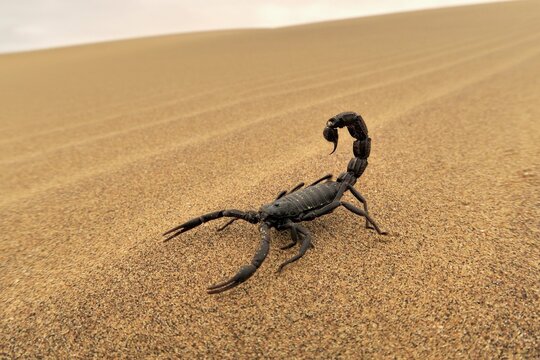 Black scorpion (Parabuthus villosus) running on sand, Namib Desert in Swakopmund, Namibia