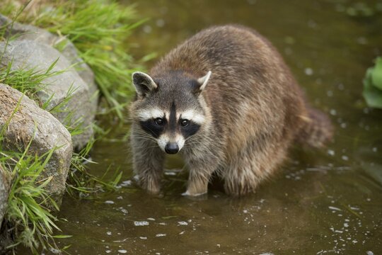 Common Raccoon, Northern Raccoon or North American Raccoon (Procyon lotor), captive, Lower Saxony, Germany