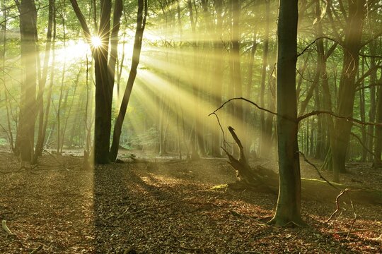 Light-flooded untouched beech forest with lots of dead wood in the early morning, sun shines through fog, Reinhardswald, Hesse, Germany