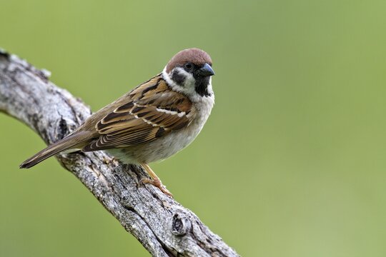 Eurasian tree sparrow (Passer montanus), Schwaz, Tyrol, Austria