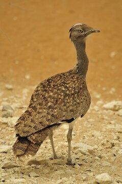 Houbara Bustard (Chlamydotis undulata) in the Al Ain Zoo, Al Ain, Abu Dhabi, United Arab Emirates, Arabia, the Orient, Middle East