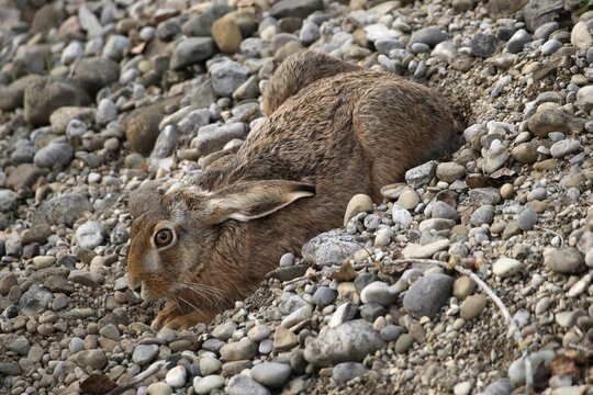 Hare (Lepus europaeus) in a form, gravel pit, Allgaeu, Germany, Europe