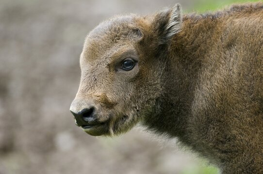 Bison, European bison (Bison bonasus), calf, captive, Thuringia, Germany