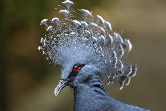 Victoria crowned pigeon (Goura victoria), animal portrait, Mount Hagen, Western Highlands, Papua New Guinea