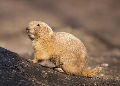 Black-tailed prairie dog (Cynomys ludovicianus), native to North America, captive, Thuringia, Germany