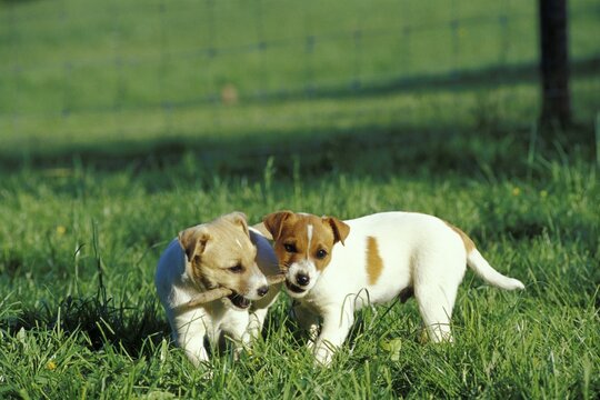 Two Jack-Russel-Terrier whelps