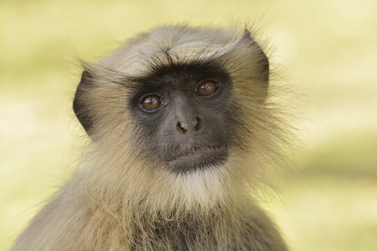 Dussumier's Malabar Langur or Southern Plains Gray Langur (Semnopithecus dussumieri), Gir Forest National Park, Gir Sanctuary, Gujarat, India