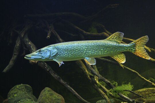 Northern Pike (Esox lucius)