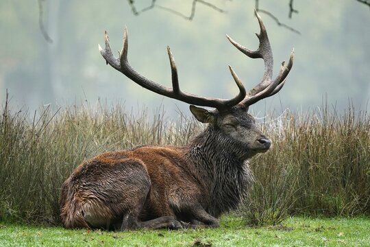 Red deer (Cervus elaphus), stag lying during the rut, captive