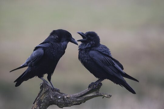 Common or Northern Ravens (Corvus corax), mating behavior