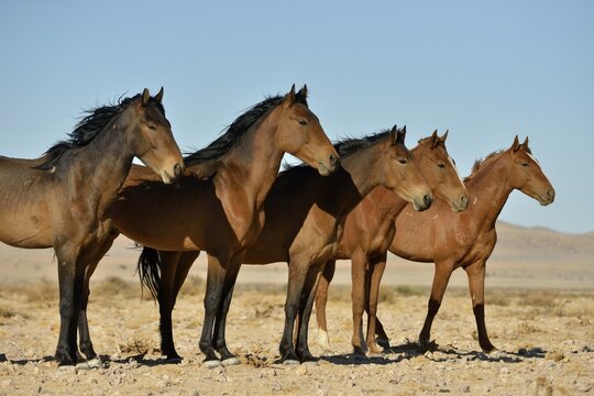 Desert Horses, Namib wild horses or Namib's (Equus ferus) near waterhole Garub, near Aus, Karas Region, Namibia