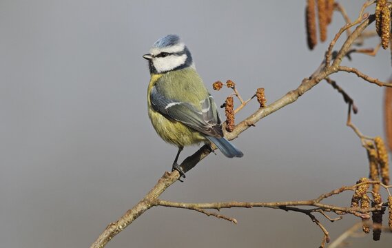 Blue Tit (Parus caeruleus) on hazel (Corylus avellana), Allg&auml;u, Bavaria, Germany