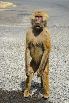 Hamadryas Baboon (Papio hamadryas), Eritrea