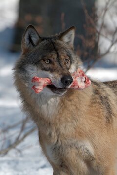 Gray Wolf or Timber wolf (Canis lupus lycaon) with a bone in its mouth, Bavarian Forest National Park, Bavaria, Germany, Europe