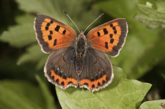 Small Copper (Lycaena phlaeas), Baden-W&uuml;rttemberg, Germany