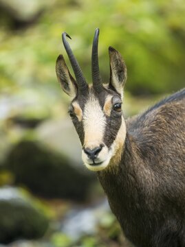 Chamois (Rupicapra rupicapra), animal portrait, captive, Germany