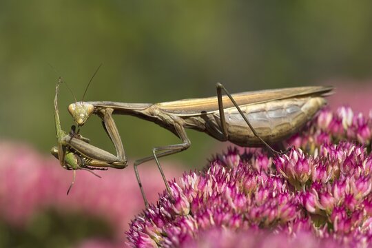 Praying Mantis (Mantis religiosa), with grasshopper prey, Burgenland, Austria