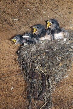 Barn Swallows (Hirundo rustica), young in their nest, Schwaz, Tyrol, Austria, Europe