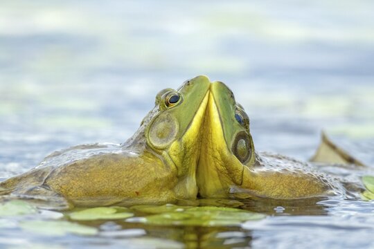 Bull frogs Lithobates catesbeianus. Male bull frogs fighting during the breeding season. La Mauricie national park. Province of Quebec. Canada