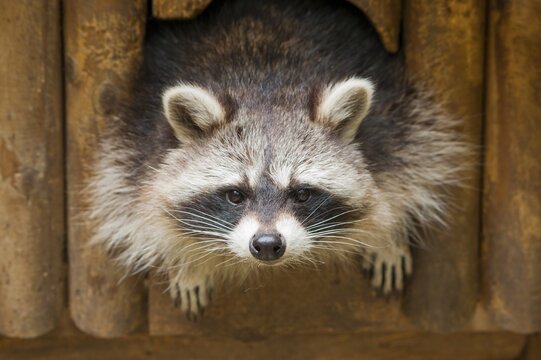 North American raccoon (Procyon lotor) looking out of hiding place, Thuringia, Germany