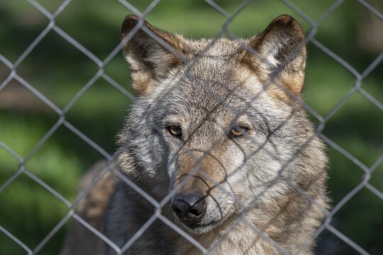 Gray wolf (Canis lupus), portrait behind wire mesh, fence, captive, Germany