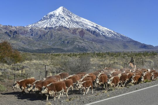 Cattle herd with Gaucho at the roadside in front of snow-covered volcano Lanin, between San Martin de los Andes and Pucon, National Park Lanin, Patagonia, Argentina