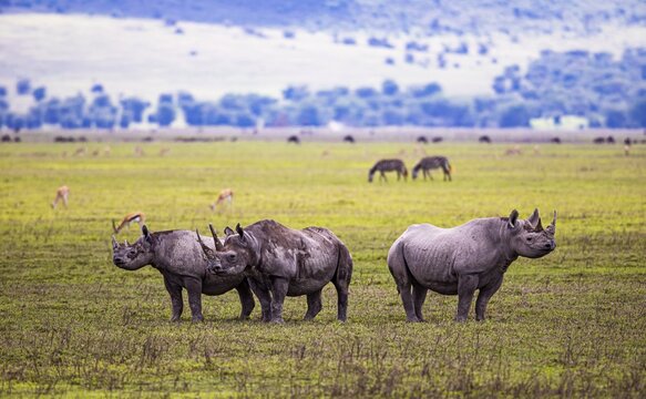 Black rhinoceroses (Diceros bicornis), Ngorongoro Crater, Tanzania
