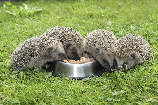Hedgehog (Erinaceus europaeus), young animals, 4 weeks, feeding from feeding bowl in the garden, Allg&auml;u, Bavaria, Germany