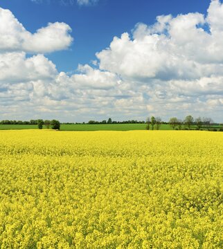 Cultural landscape, blooming rape field under blue sky with white clouds, Saalekreis, Saxony-Anhalt, Germany