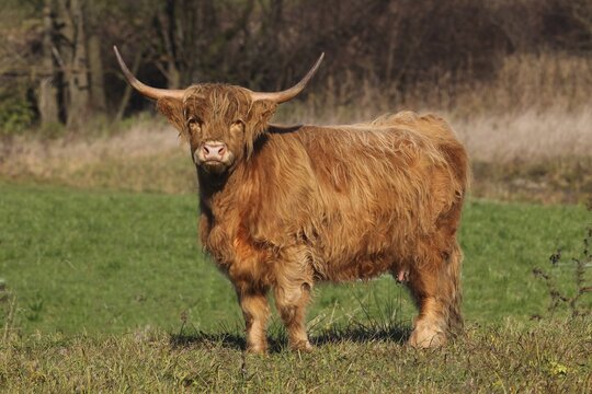 Scottish Highland cattle (Bos primigenius f. taurus), Allgaeu, Bavaria, Germany, Europe