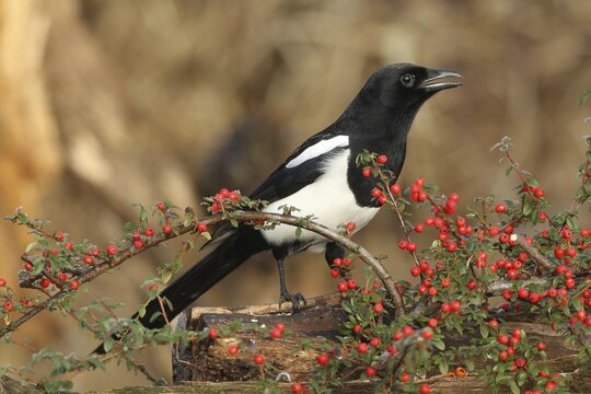 European magpie (Pica pica) calling, on berries of firethorn (Pyracantha) Allg&auml;u, Bavaria, Germany