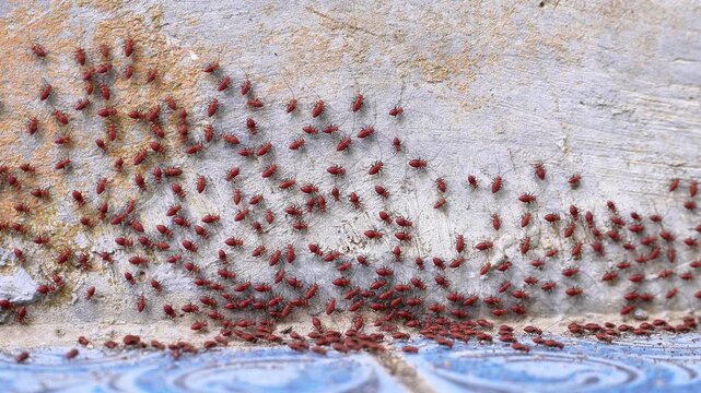 4K macro video of red Bark Lice Nymphs cluster swarming on a house concrete wall. Dense colony of Psocoptera bugs grouping together.