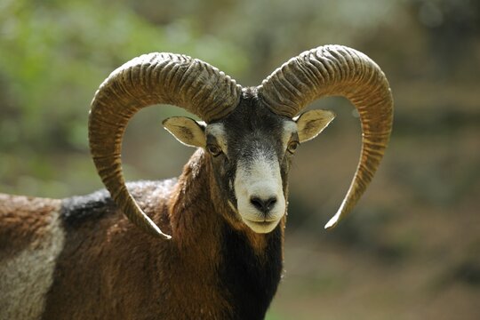 Muflon (Ovis ammon Musimon), male, ram, portrait, captive, Thuringia, Germany