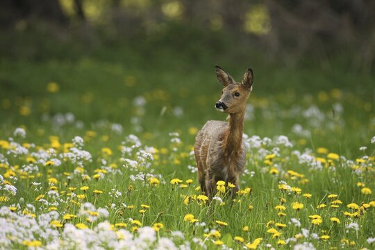 European roe deer (Capreolus capreolus) securing itself in the meadow between flowering common dandelion (Taraxacum) and meadow foamwort (Cardamine pratensis) Allg&auml;u, Bavaria, Germany