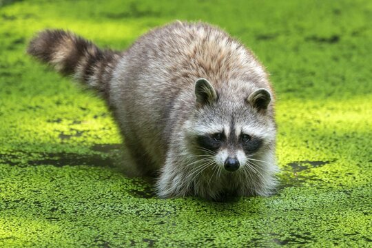 Raccoon (Procyon lotor) stands in a pond, Germany