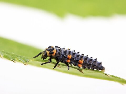 Larva of a Seven-Spot Ladybird (Coccinella septempunctata)