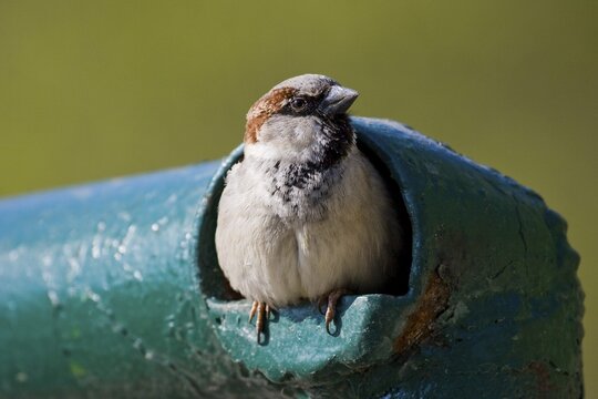 House Sparrow (Passer domesticus), male looking out of a pipe, Thuringia, Germany