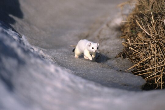 Ermine or Stoat or Short-tailed Weasel (Mustela erminea) in its winter coat