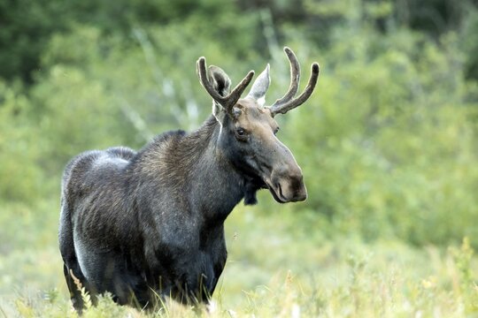 Moose. Alces alces. Young bull moose standing on a lakeshore and watching. La Mauricie national park. Province of Quebec. Canada
