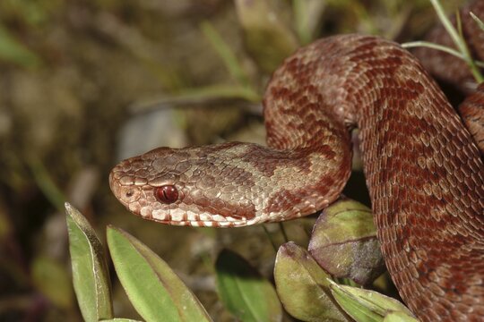 Common European viper (Vipera berus), copper color, portrait, Murnauer Moos, Bavaria, Upper Bavaria, Germany