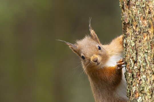 Red squirrel (Sciurus vulgaris) adult animal on a tree trunk, Yorkshire, England, United Kingdom