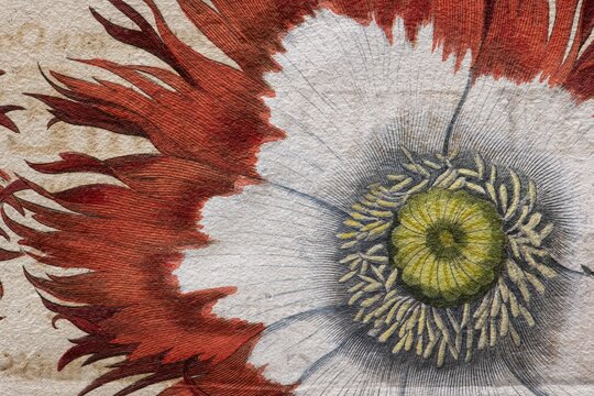 Poppy (Papaver), detail hand-coloured copper engraving by Basilius Besler, from Hortus Eystettensis, 1613