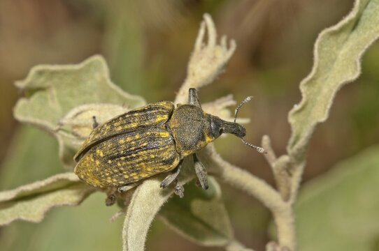 Elongated Bean Weevil or Snout Beetle (Lixus algirus), Palaiokastro, S&eacute;rres, Macedonia, Greece
