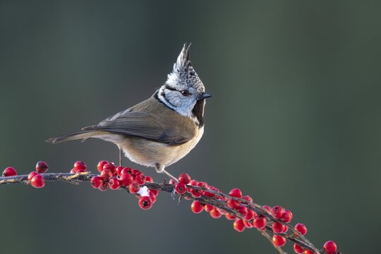 Crested tit (Parus cristatus), sitting on a branch, Terfens, Tyrol, Austria